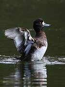 Tufted Duck