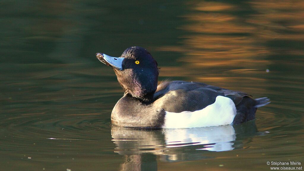 Tufted Duck male