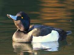 Tufted Duck