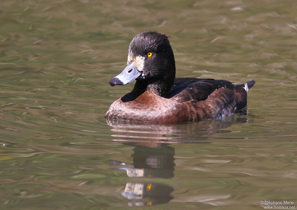 Tufted Duck female