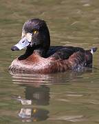 Tufted Duck