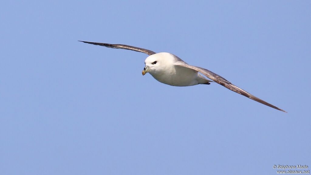 Fulmar boréaladulte