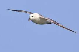 Fulmar boréal