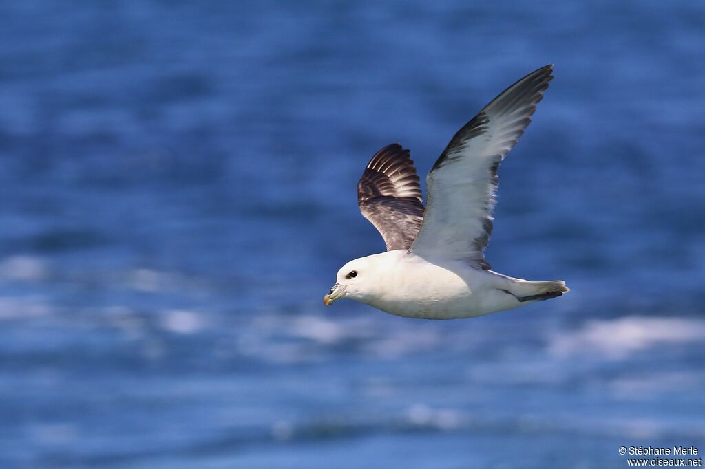 Fulmar boréaladulte