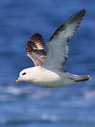 Fulmar boréal