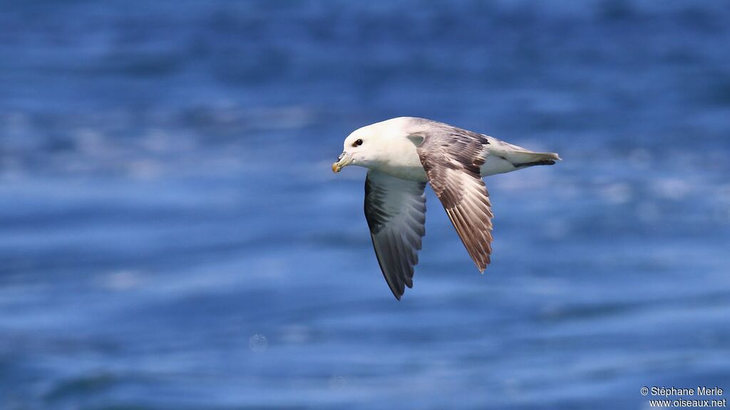 Fulmar boréaladulte