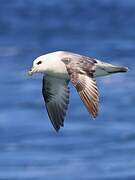 Northern Fulmar