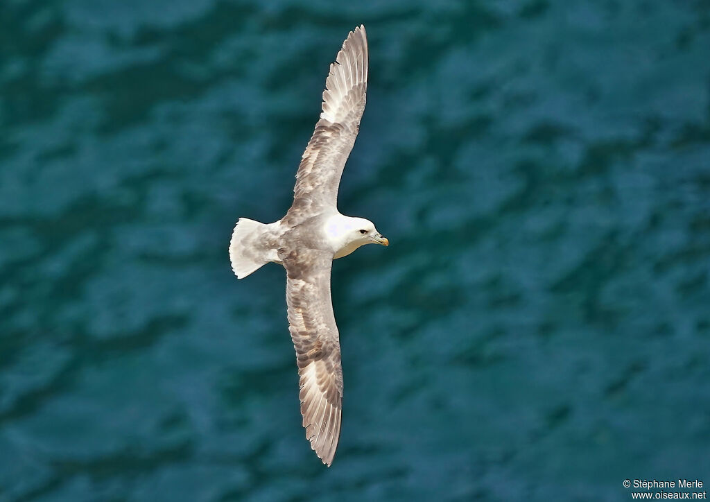 Fulmar boréal