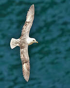 Fulmar boréal