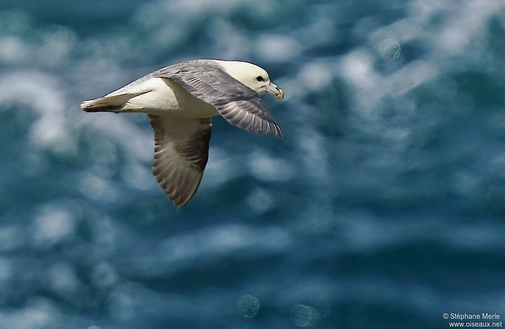 Fulmar boréal