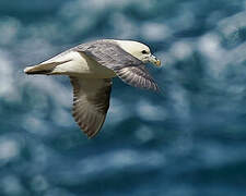 Northern Fulmar