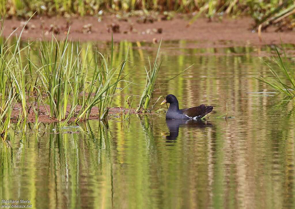 Lesser Moorhenadult, habitat, pigmentation, swimming