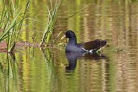 Gallinule africaine