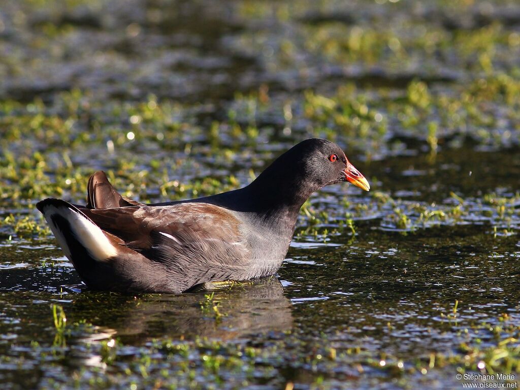 Gallinule poule-d'eauadulte