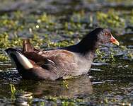 Gallinule poule-d'eau