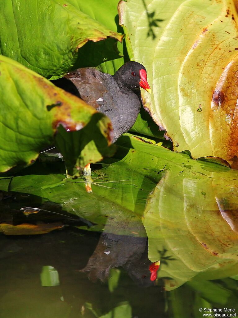 Common Moorhen