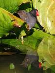 Gallinule poule-d'eau