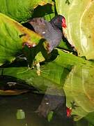 Common Moorhen