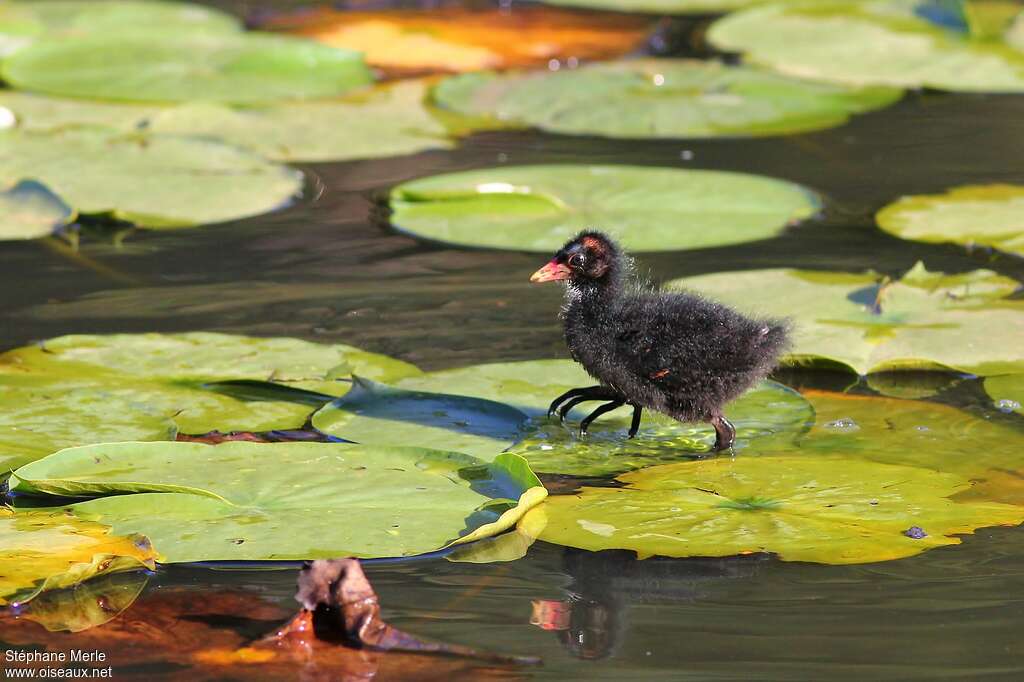 Gallinule poule-d'eauPoussin, identification