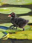 Gallinule poule-d'eau