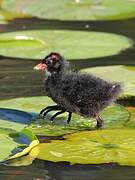 Common Moorhen