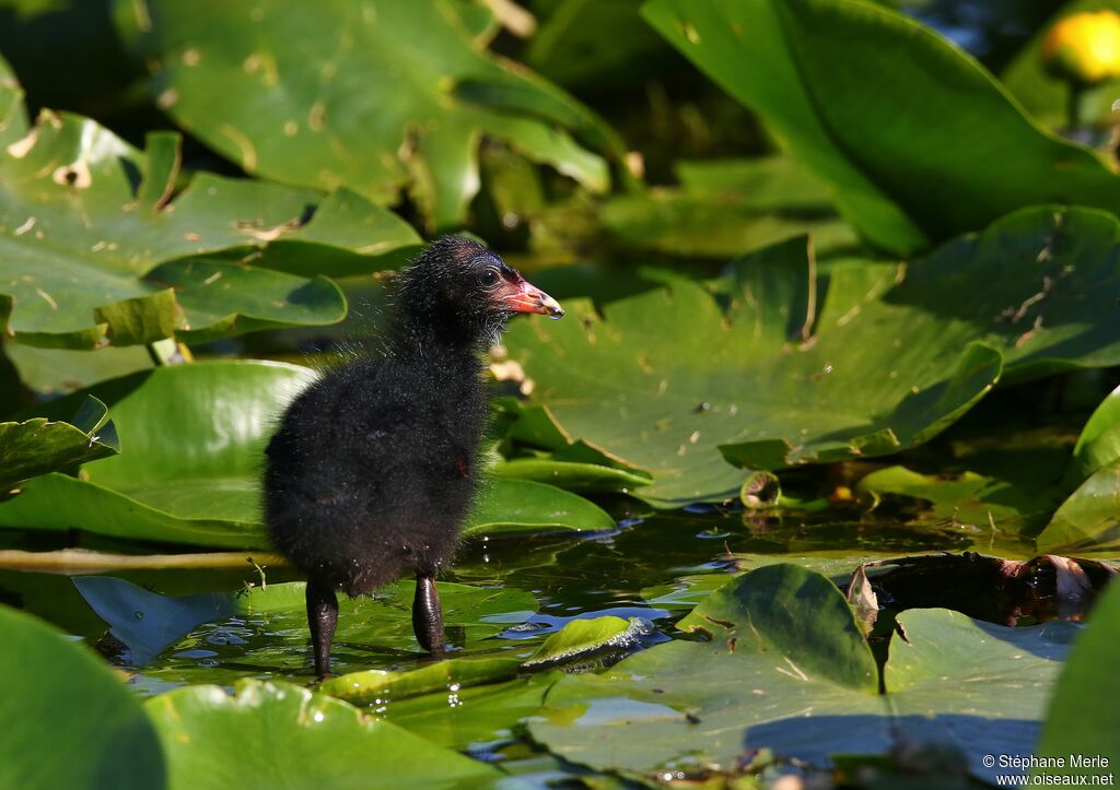 Common Moorhenjuvenile