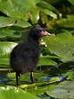 Gallinule poule-d'eau