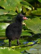 Common Moorhen