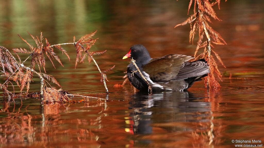 Common Moorhenadult