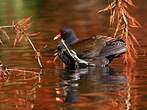 Gallinule poule-d'eau