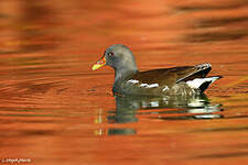 Gallinule poule-d'eau