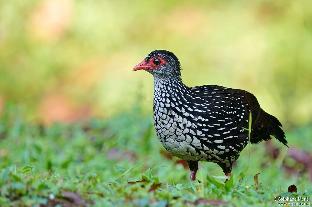 Sri Lanka Spurfowl male adult