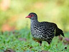 Sri Lanka Spurfowl