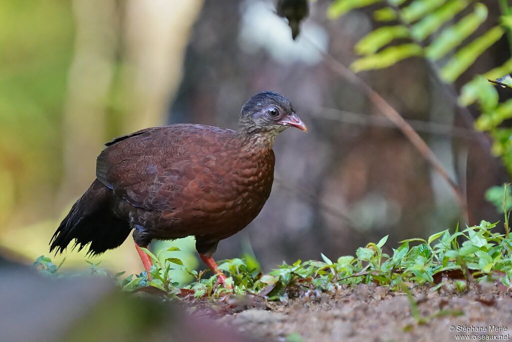 Sri Lanka Spurfowl female adult