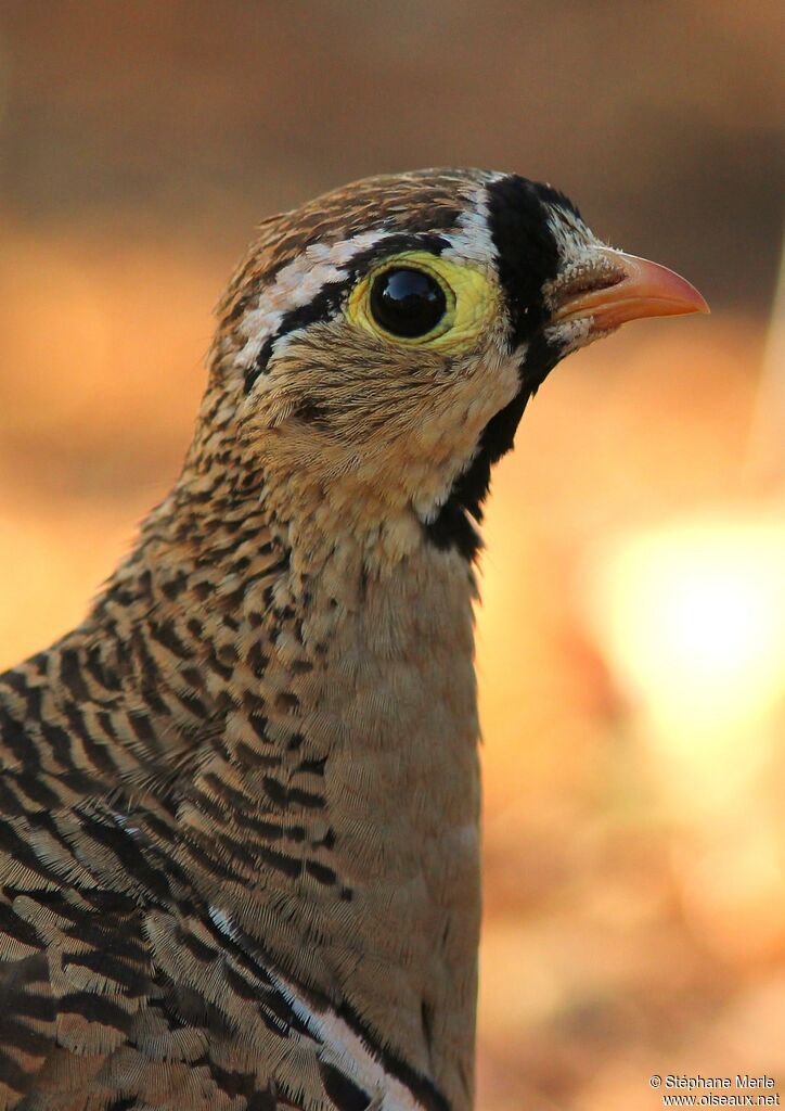 Black-faced Sandgrouse male adult