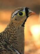 Black-faced Sandgrouse