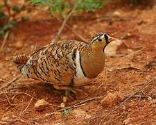 Black-faced Sandgrouse