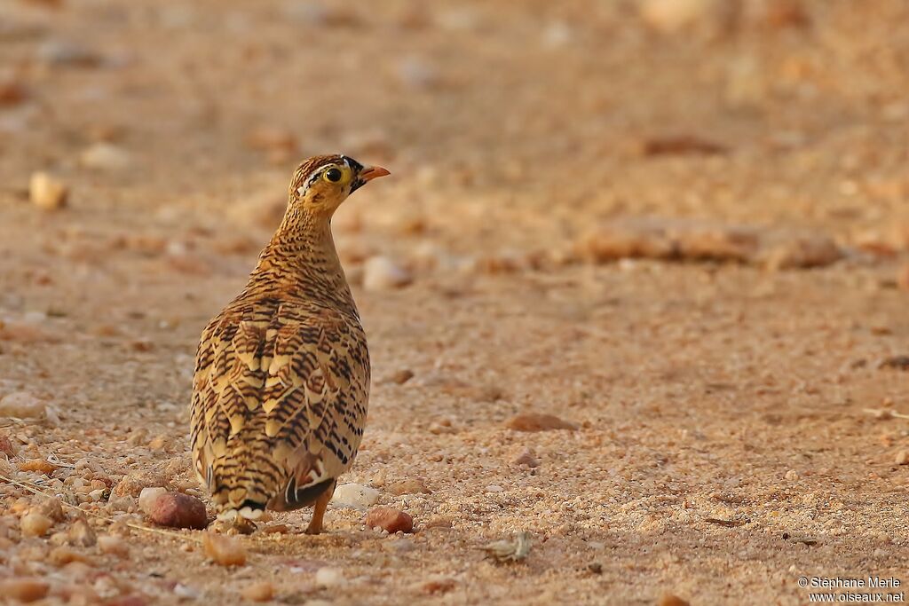 Black-faced Sandgrouse male adult