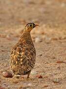 Black-faced Sandgrouse