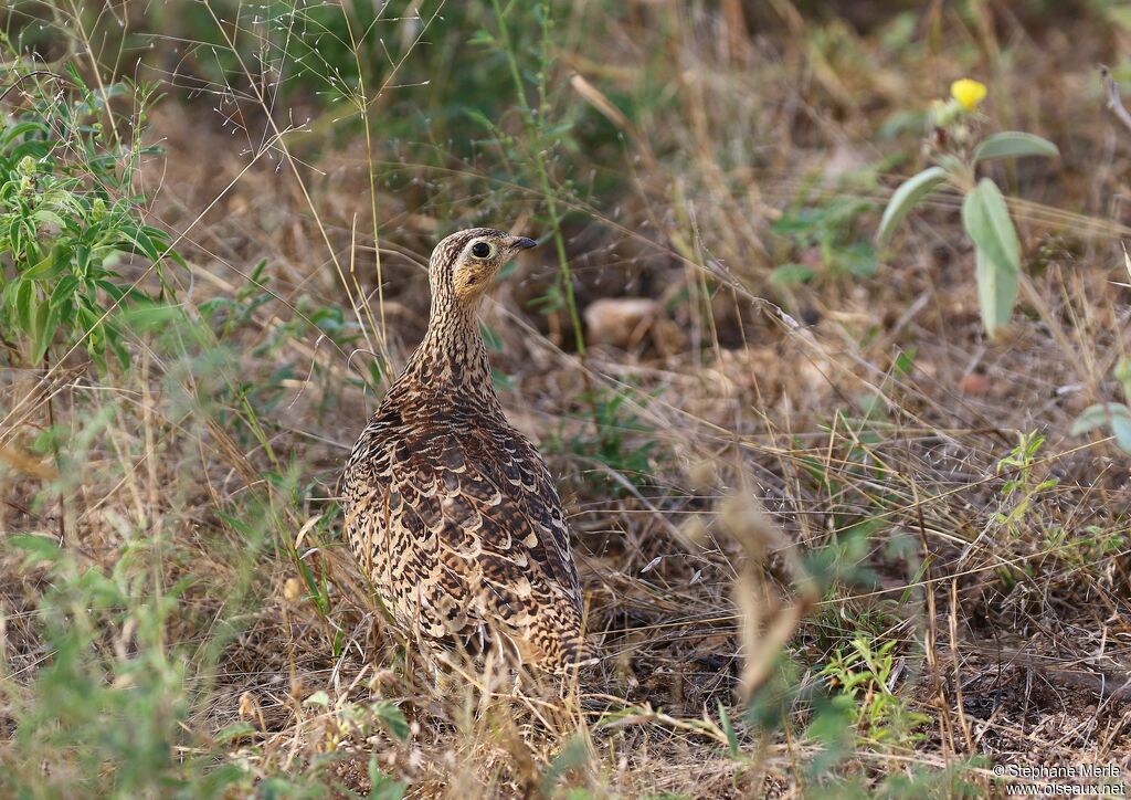 Black-faced Sandgrouse female adult