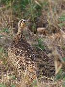 Black-faced Sandgrouse