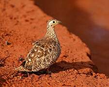 Black-faced Sandgrouse