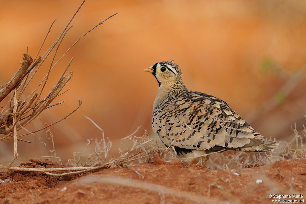 Black-faced Sandgrouse