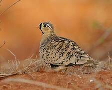 Black-faced Sandgrouse