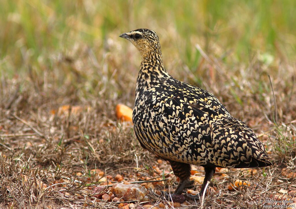 Yellow-throated Sandgrouse female