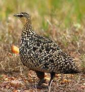 Yellow-throated Sandgrouse