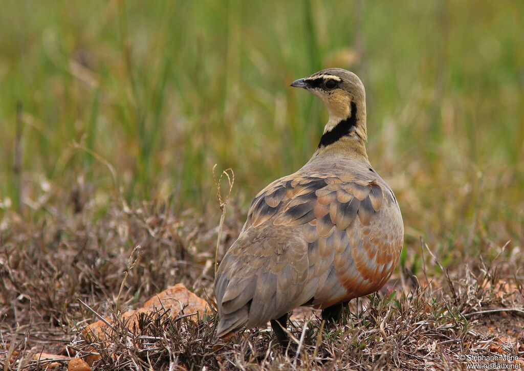 Yellow-throated Sandgrouse male adult