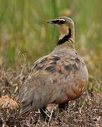 Yellow-throated Sandgrouse