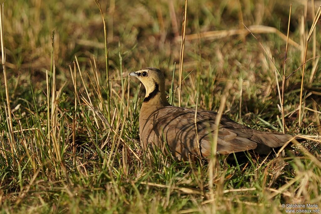 Yellow-throated Sandgrouse male adult