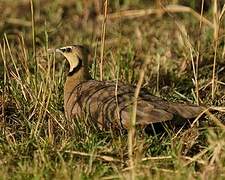 Yellow-throated Sandgrouse